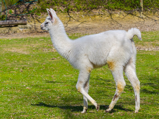 Fototapeta premium White llama cria