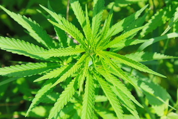 Cannabis (Marijuana) plant 