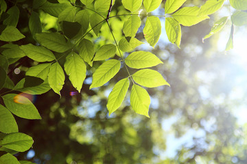 Green leaves