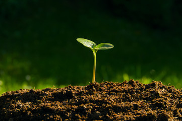 plant germinate from the ground