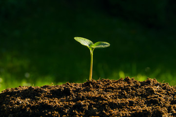plant germinate from the ground © jurgal