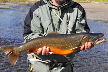 Arctic char trophy fishing. © sergunt