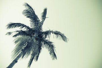 Palm tree against sky monochrome faded old image style