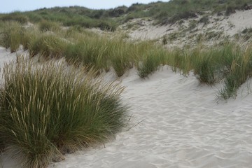 Sanddünen an der Cala Mesquida / Mallorca 