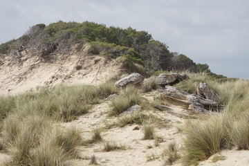 Sanddünen an der Cala Mesquida / Mallorca 