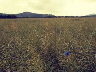 Nice blue flower cornflower in blossom. Ripe oilseed rape field