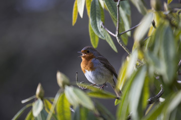 Robin Red Breast (Erithacus rubecula)