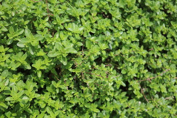 Boxwood (Buxus) woody plant ornamental shrub
