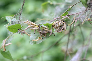 caterpillars codling moth