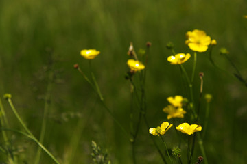 Bright yellow buttercupps against a blurred background
