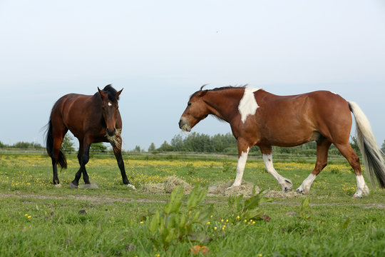 Pferd mit Futterneid