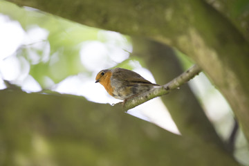 Robin Red Breast (Erithacus rubecula)