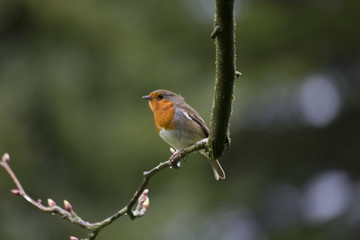 Robin Red Breast (Erithacus rubecula)