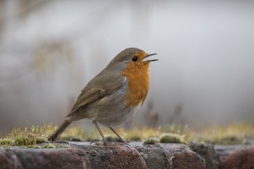 Robin Red Breast (Erithacus rubecula)