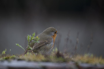 Robin Red Breast (Erithacus rubecula)