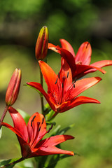 Three red lily flowers