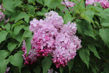 Branch of pink lilac flowers with green leaves in spring time