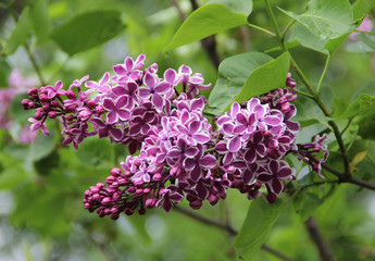 Branch of Sensation Lilac flowers (cultivar of lilac with florets edged in white)