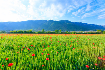 Red poppies field with mountains in background