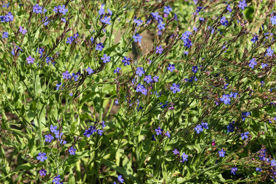 Tiny blue purple gromwell flowers