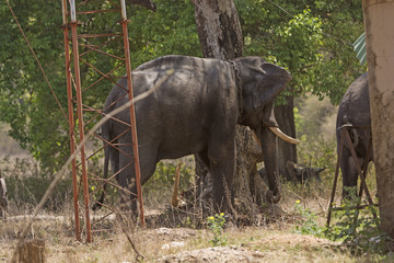 Domesticated Elephant in India