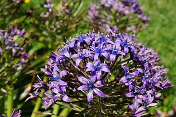 Obraz premium Blue flowers of Scilla Peruviana Portuguese squills