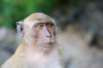 Obraz premium monkey beach