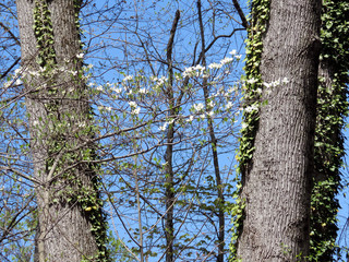 Fototapeta premium Mclean dogwood flowers in forest 2016
