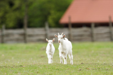 Fototapeta premium goat
