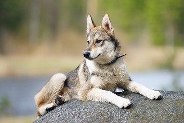 Young West Siberian Laika dog lying down on the stone at nature