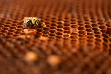 beekeeping