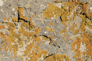 Lichen texture on the wall