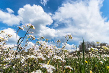 Fototapeta premium meadow
