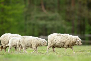 Obraz premium sheep