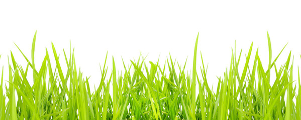 Grass in high definition isolated on a white background