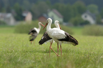 stork