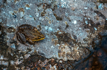 frog, natural camouflage.
