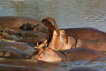 Fototapeta na wymiar Hippos