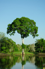 Solitary tree
