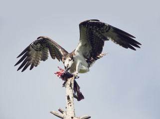 Osprey Feeding On Fish