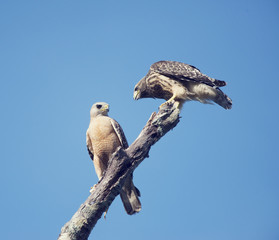 Two Red Shouldered Hawks