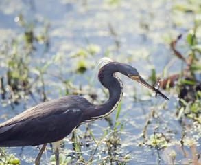 Tricolored Heron feeding