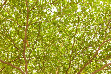 Green leaf background.