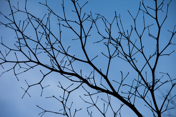 Tree branch during fall season.