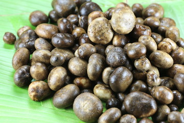 Barometer Earthstars or hygroscopic earthstar of mushroom Vegeta