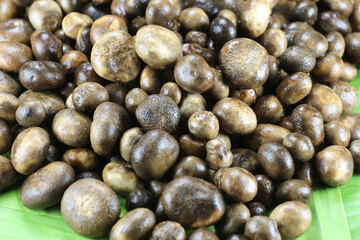 Barometer Earthstars or hygroscopic earthstar of mushroom Vegeta