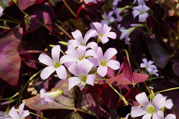 Pink flowers and purple foliage of Oxalis Triangularis
