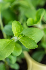 Stevia Plant (close-up shot; selective focus)