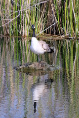 Canadian Goose on a Rock at a Pond with Reflection