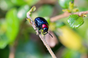 blue scarabaeidae on branch tree in the garden.